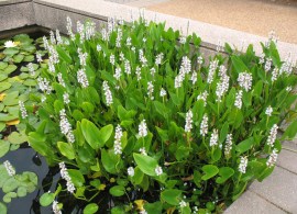 pontederia-cordata-alba