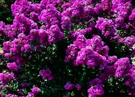 purple-magic-crape-myrtle-1-526x700
