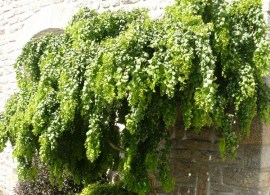 robinia-pseudoacacia-lace-lady-2.1000x1000