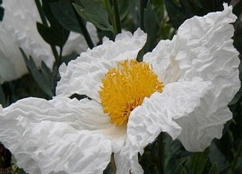 romneya-coulteri-romneya-kultera.-drevovidnyj-kadifornijskij-mak