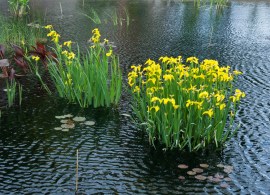 runners-up_landscape_i.pseudacorus_denver_botanic_garden_lowell_baumunk_littleton_co