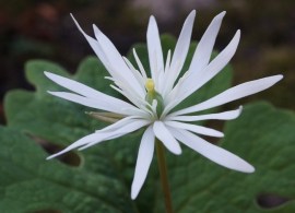 sanguinaria_canadensis_star