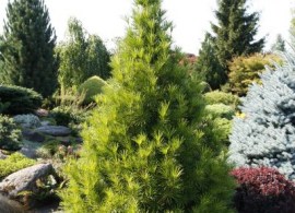 sciadopitys-verticillata-132031-n-0005