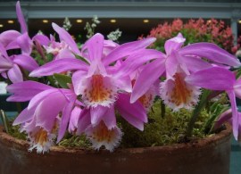 sized10-pleione-brittania-doreen-pam-turtle-dscf4227m-376197