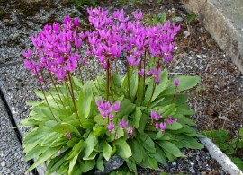 sizeddodecatheon-pulchellum4918