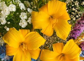 spring-hill-nurseries-perennials-65664-64_1000
