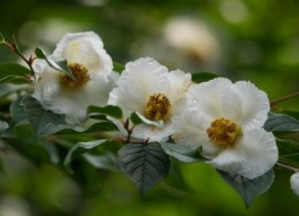 stewartia-pseudocamellia-640x425
