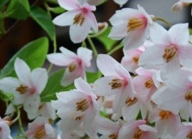 styrax_japonica_pink_chimes_2