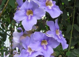 thunbergia_grandiflora2