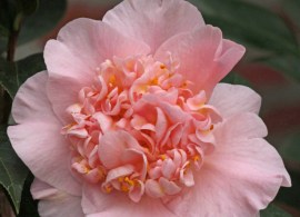 toni-finlays-fragrant