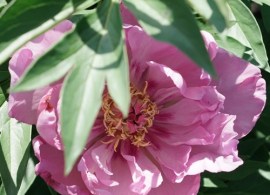tonka-pink-bloom