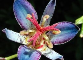 tricyrtis-blue-heaven