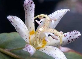 tricyrtis_amanogawa_2_large