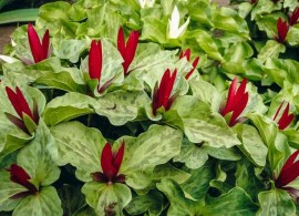 trillium_catesbaei_1_1363962693