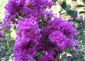 twilightcrapemyrtle1_1500x1500_540x540