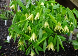 uvularia-perfoliata