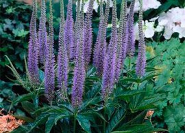 veronicastrum_apollo_x
