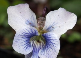 viola-sororia-dorset-blue-vinney-800x800