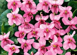 violette-odorante-coeur-dalsace-viola-odorata