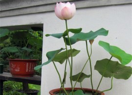 water-lily-seeds-chinese-mini-bowl-lotus-flower-sementes-indoor-home-bonsai-nelumbo-nucifera-outdoor-garden.jpg_640x640