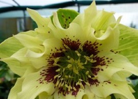 watermarked-helleborus-orientalis-double-ellen-yellow-spotted
