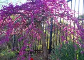 weeping+redbus+and+tulips