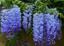 wisteria-blue-moon-1-400_grande