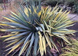 yucca-reverted-foliage-2004