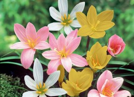 zephyranthes-rain-lily-mix